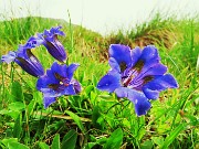 19 Gentiana acaulis (Genziana di Koch)